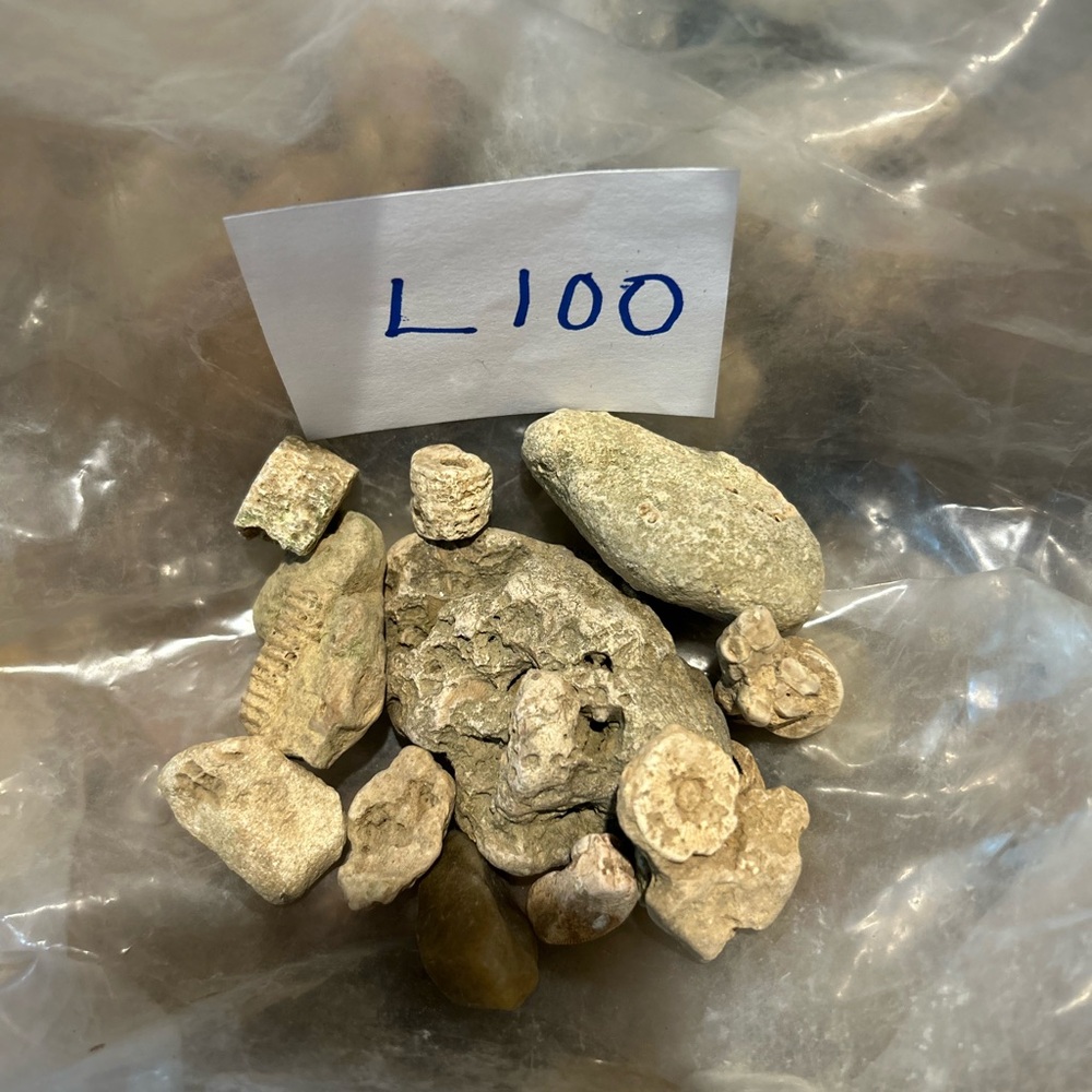 Natural Fossil Rock Collection